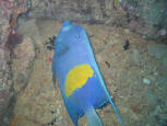 ARABIC ANGELFISH