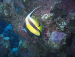 BANNERFISH