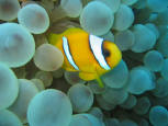 CLOWNFISH
