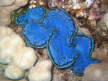 GIANT CLAM