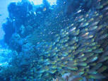 GLASSFISHES