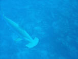 HAMMERHEAD SHARK