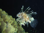 LIONFISH