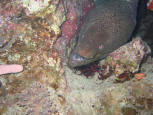 MORAY EAL