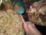 PARROTFISH