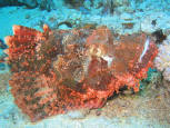 SCORPIONFISH