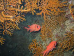 SOLDIERFISH