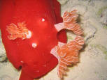 SPANISH DANCER