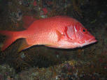 SQUIRRELFISH