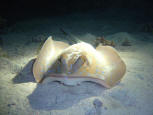 BLUESPOTTED STINGRAY